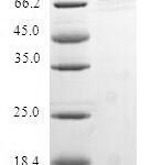 SDS-PAGE separation of QP6580 followed by commassie total protein stain results in a primary band consistent with reported data for mRNA export factor. These data demonstrate Greater than 80% as determined by SDS-PAGE.