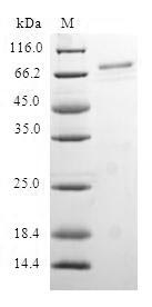 SDS-PAGE separation of QP6580 followed by commassie total protein stain results in a primary band consistent with reported data for mRNA export factor. These data demonstrate Greater than 80% as determined by SDS-PAGE.