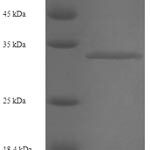 SDS-PAGE separation of QP6586 followed by commassie total protein stain results in a primary band consistent with reported data for RNA-binding protein 3. These data demonstrate Greater than 90% as determined by SDS-PAGE.