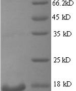 SDS-PAGE separation of QP6595 followed by commassie total protein stain results in a primary band consistent with reported data for REG3G / PAP1B. These data demonstrate Greater than 90% as determined by SDS-PAGE.