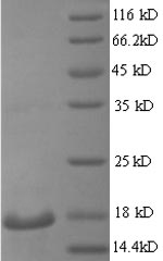 SDS-PAGE separation of QP6595 followed by commassie total protein stain results in a primary band consistent with reported data for REG3G / PAP1B. These data demonstrate Greater than 90% as determined by SDS-PAGE.