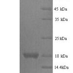 SDS-PAGE separation of QP6596 followed by commassie total protein stain results in a primary band consistent with reported data for REG3G / PAP1B. These data demonstrate Greater than 90% as determined by SDS-PAGE.