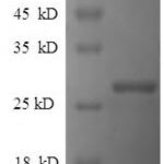 SDS-PAGE separation of QP6597 followed by commassie total protein stain results in a primary band consistent with reported data for Reelin. These data demonstrate Greater than 90% as determined by SDS-PAGE.