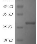 SDS-PAGE separation of QP6597 followed by commassie total protein stain results in a primary band consistent with reported data for Reelin. These data demonstrate Greater than 90% as determined by SDS-PAGE.