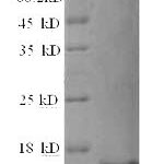 SDS-PAGE separation of QP6598 followed by commassie total protein stain results in a primary band consistent with reported data for Resistin / ADSF / RETN. These data demonstrate Greater than 90% as determined by SDS-PAGE.