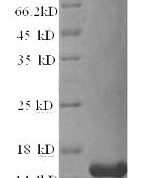 SDS-PAGE separation of QP6598 followed by commassie total protein stain results in a primary band consistent with reported data for Resistin / ADSF / RETN. These data demonstrate Greater than 90% as determined by SDS-PAGE.