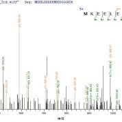SEQUEST analysis of LC MS/MS spectra obtained from a run with QP6607 identified a match between this protein and the spectra of a peptide sequence that matches a region of Rhomboid-related protein 2.