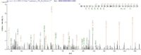 SEQUEST analysis of LC MS/MS spectra obtained from a run with QP6607 identified a match between this protein and the spectra of a peptide sequence that matches a region of Rhomboid-related protein 2.