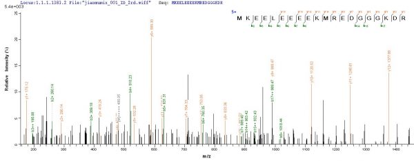 SEQUEST analysis of LC MS/MS spectra obtained from a run with QP6607 identified a match between this protein and the spectra of a peptide sequence that matches a region of Rhomboid-related protein 2.