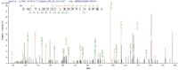 Additional SEQUEST analysis of the LC MS/MS spectra from QP6607 identified an additional between this protein and the spectra of another peptide sequence that matches a region of Rhomboid-related protein 2 confirming successful recombinant synthesis.