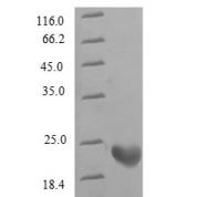 SDS-PAGE separation of QP6608 followed by commassie total protein stain results in a primary band consistent with reported data for Rhodopsin. These data demonstrate Greater than 90% as determined by SDS-PAGE.
