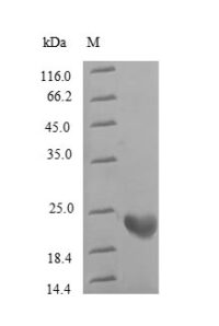 SDS-PAGE separation of QP6608 followed by commassie total protein stain results in a primary band consistent with reported data for Rhodopsin. These data demonstrate Greater than 90% as determined by SDS-PAGE.