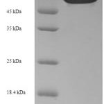 SDS-PAGE separation of QP6609 followed by commassie total protein stain results in a primary band consistent with reported data for RIPK2. These data demonstrate Greater than 90% as determined by SDS-PAGE.