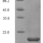 SDS-PAGE separation of QP6610 followed by commassie total protein stain results in a primary band consistent with reported data for Non-secretory ribonuclease. These data demonstrate Greater than 90% as determined by SDS-PAGE.