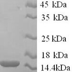 SDS-PAGE separation of QP6613 followed by commassie total protein stain results in a primary band consistent with reported data for RING-box protein 2. These data demonstrate Greater than 90% as determined by SDS-PAGE.