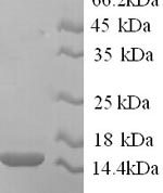 SDS-PAGE separation of QP6613 followed by commassie total protein stain results in a primary band consistent with reported data for RING-box protein 2. These data demonstrate Greater than 90% as determined by SDS-PAGE.