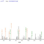 SEQUEST analysis of LC MS/MS spectra obtained from a run with QP6616 identified a match between this protein and the spectra of a peptide sequence that matches a region of Nuclear receptor ROR-gamma.