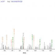 SEQUEST analysis of LC MS/MS spectra obtained from a run with QP6616 identified a match between this protein and the spectra of a peptide sequence that matches a region of Nuclear receptor ROR-gamma.