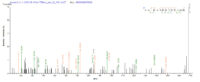 SEQUEST analysis of LC MS/MS spectra obtained from a run with QP6616 identified a match between this protein and the spectra of a peptide sequence that matches a region of Nuclear receptor ROR-gamma.