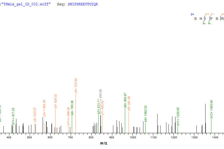 SEQUEST analysis of LC MS/MS spectra obtained from a run with QP6616 identified a match between this protein and the spectra of a peptide sequence that matches a region of Nuclear receptor ROR-gamma.
