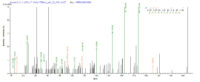 Additional SEQUEST analysis of the LC MS/MS spectra from QP6616 identified an additional between this protein and the spectra of another peptide sequence that matches a region of Nuclear receptor ROR-gamma confirming successful recombinant synthesis.