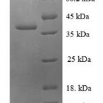 SDS-PAGE separation of QP6620 followed by commassie total protein stain results in a primary band consistent with reported data for 60S ribosomal protein L30. These data demonstrate Greater than 90% as determined by SDS-PAGE.