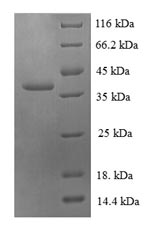 SDS-PAGE separation of QP6620 followed by commassie total protein stain results in a primary band consistent with reported data for 60S ribosomal protein L30. These data demonstrate Greater than 90% as determined by SDS-PAGE.
