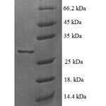 SDS-PAGE separation of QP6621 followed by commassie total protein stain results in a primary band consistent with reported data for 60S ribosomal protein L35a. These data demonstrate Greater than 90% as determined by SDS-PAGE.