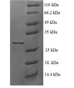 SDS-PAGE separation of QP6621 followed by commassie total protein stain results in a primary band consistent with reported data for 60S ribosomal protein L35a. These data demonstrate Greater than 90% as determined by SDS-PAGE.