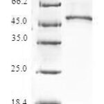 SDS-PAGE separation of QP6622 followed by commassie total protein stain results in a primary band consistent with reported data for 60S ribosomal protein L9. These data demonstrate Greater than 80% as determined by SDS-PAGE.