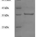 SDS-PAGE separation of QP6623 followed by commassie total protein stain results in a primary band consistent with reported data for 60S acidic ribosomal protein P0. These data demonstrate Greater than 90% as determined by SDS-PAGE.