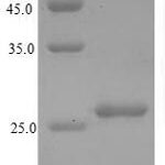 SDS-PAGE separation of QP6625 followed by commassie total protein stain results in a primary band consistent with reported data for 60S acidic ribosomal protein P1. These data demonstrate Greater than 90% as determined by SDS-PAGE.