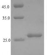 SDS-PAGE separation of QP6625 followed by commassie total protein stain results in a primary band consistent with reported data for 60S acidic ribosomal protein P1. These data demonstrate Greater than 90% as determined by SDS-PAGE.