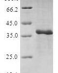 SDS-PAGE separation of QP6626 followed by commassie total protein stain results in a primary band consistent with reported data for 40S ribosomal protein S27. These data demonstrate Greater than 80% as determined by SDS-PAGE.