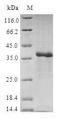 SDS-PAGE separation of QP6626 followed by commassie total protein stain results in a primary band consistent with reported data for 40S ribosomal protein S27. These data demonstrate Greater than 80% as determined by SDS-PAGE.