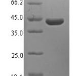 SDS-PAGE separation of QP6627 followed by commassie total protein stain results in a primary band consistent with reported data for 40S ribosomal protein S3. These data demonstrate Greater than 90% as determined by SDS-PAGE.