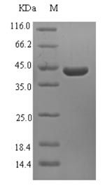 SDS-PAGE separation of QP6627 followed by commassie total protein stain results in a primary band consistent with reported data for 40S ribosomal protein S3. These data demonstrate Greater than 90% as determined by SDS-PAGE.