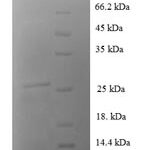 SDS-PAGE separation of QP6635 followed by commassie total protein stain results in a primary band consistent with reported data for S100A1. These data demonstrate Greater than 90% as determined by SDS-PAGE.