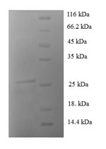 SDS-PAGE separation of QP6635 followed by commassie total protein stain results in a primary band consistent with reported data for S100A1. These data demonstrate Greater than 90% as determined by SDS-PAGE.