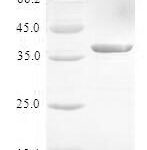 SDS-PAGE separation of QP6638 followed by commassie total protein stain results in a primary band consistent with reported data for S100A3 / S100E. These data demonstrate Greater than 80% as determined by SDS-PAGE.