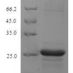 SDS-PAGE separation of QP6641 followed by commassie total protein stain results in a primary band consistent with reported data for S100A8 / CAGA. These data demonstrate Greater than 90% as determined by SDS-PAGE.