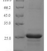 SDS-PAGE separation of QP6641 followed by commassie total protein stain results in a primary band consistent with reported data for S100A8 / CAGA. These data demonstrate Greater than 90% as determined by SDS-PAGE.