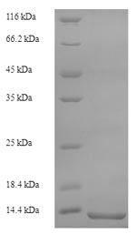 SDS-PAGE separation of QP6642 followed by commassie total protein stain results in a primary band consistent with reported data for S100A8 / CAGA. These data demonstrate Greater than 90% as determined by SDS-PAGE.