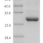 SDS-PAGE separation of QP6643 followed by commassie total protein stain results in a primary band consistent with reported data for S100A9. These data demonstrate Greater than 90% as determined by SDS-PAGE.