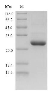 SDS-PAGE separation of QP6643 followed by commassie total protein stain results in a primary band consistent with reported data for S100A9. These data demonstrate Greater than 90% as determined by SDS-PAGE.