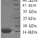 SDS-PAGE separation of QP6647 followed by commassie total protein stain results in a primary band consistent with reported data for Serum amyloid A protein. These data demonstrate Greater than 80% as determined by SDS-PAGE.