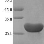 SDS-PAGE separation of QP6648 followed by commassie total protein stain results in a primary band consistent with reported data for Serum amyloid A-1 protein. These data demonstrate Greater than 87.6% as determined by SDS-PAGE.