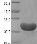 SDS-PAGE separation of QP6648 followed by commassie total protein stain results in a primary band consistent with reported data for Serum amyloid A-1 protein. These data demonstrate Greater than 87.6% as determined by SDS-PAGE.