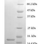 SDS-PAGE separation of QP6649 followed by commassie total protein stain results in a primary band consistent with reported data for Serum amyloid A-2 protein. These data demonstrate Greater than 90% as determined by SDS-PAGE.