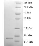 SDS-PAGE separation of QP6649 followed by commassie total protein stain results in a primary band consistent with reported data for Serum amyloid A-2 protein. These data demonstrate Greater than 90% as determined by SDS-PAGE.